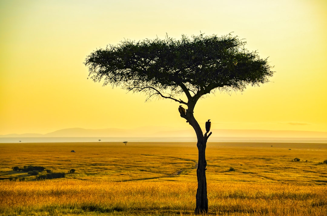 Afrique - Eoliano
