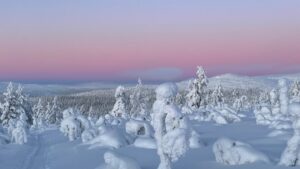 Forêt enneigée et traîneau à chiens en Laponie, voyage en famille l'hiver