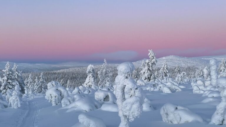 Forêt enneigée et traîneau à chiens en Laponie, voyage en famille l'hiver