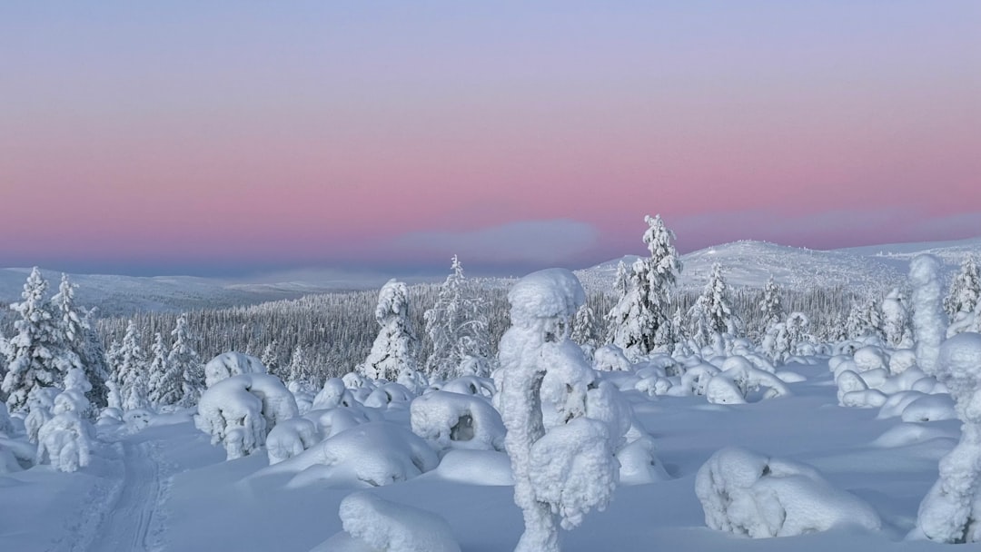 Forêt enneigée et traîneau à chiens en Laponie, voyage en famille l'hiver