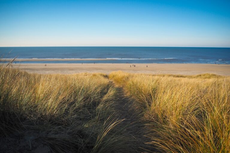 Plage aux Pays-Bas : sable clair et dunes face a la mer du Nord