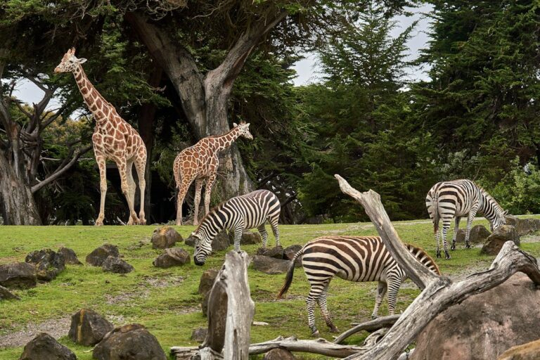 Tarif zoo de Beauval : allée du parc animalier de Saint-Aignan