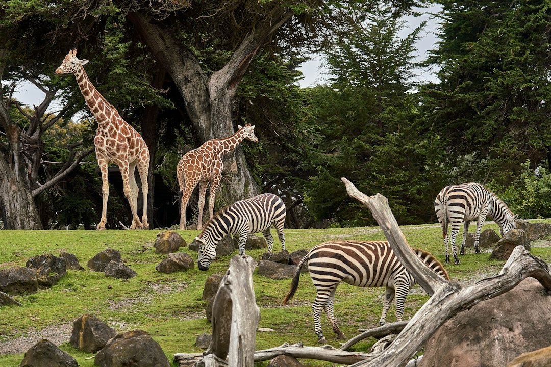 Tarif zoo de Beauval : allée du parc animalier de Saint-Aignan